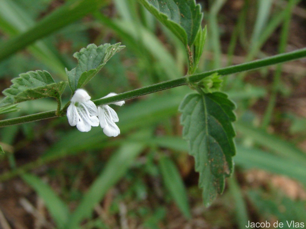 Leucas biflora (Vahl) Sm.